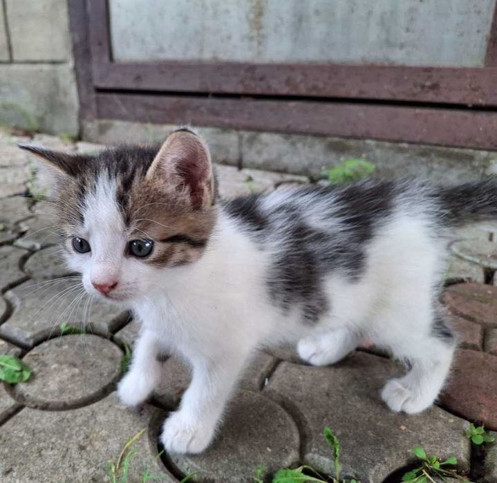 Віддам котиків безкоштовно