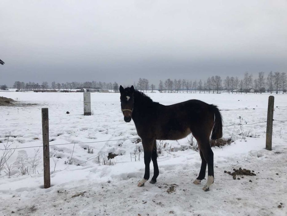 Ogierki małopolskie sprzedam zamienię.