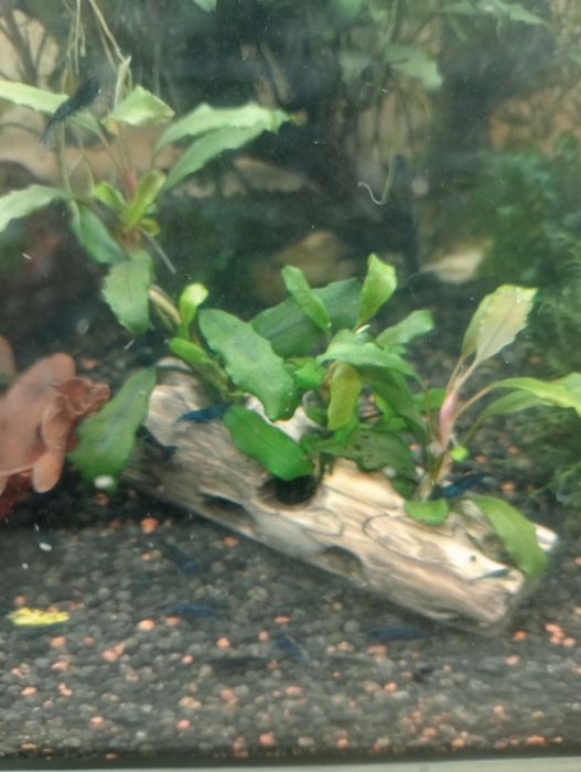 Bucephalandra shin blue, deep perple