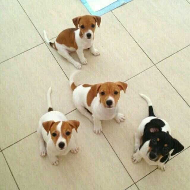 Собака Джек Рассел, цуцики дівчата та хлопчики