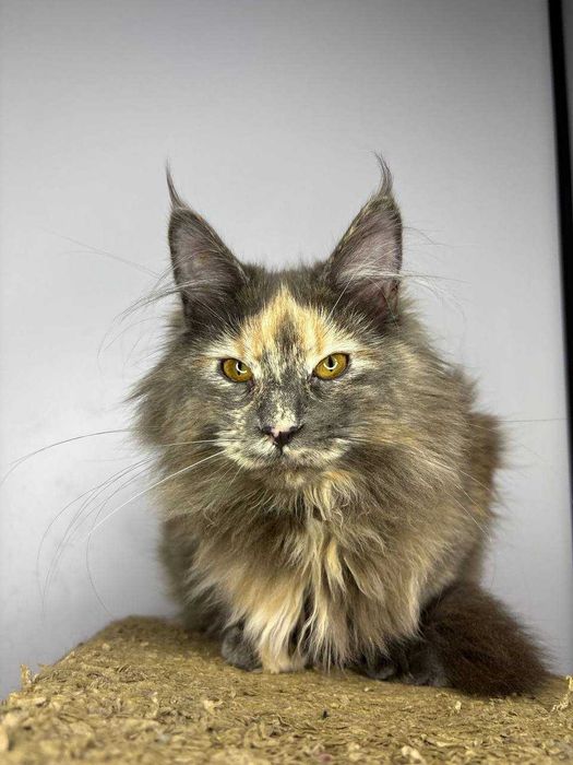 Мэйн-кун девочка черепаховое окраска • документы WCF