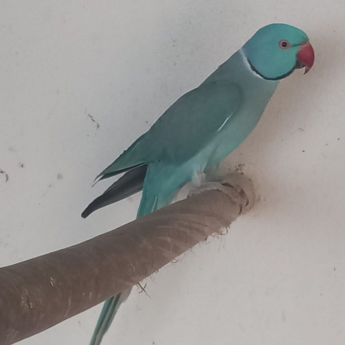 Casal de ringnecks