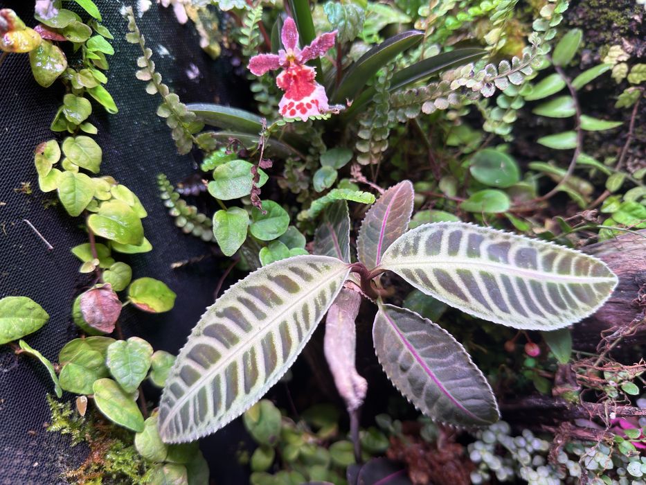 Labisia lemon lime terrarium paludarium