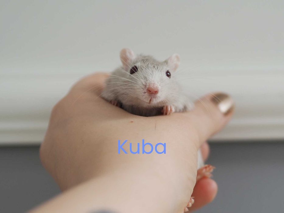 Młode myszoskoczki do adopcji - oddam w dobre ręce - klatka gratis!
