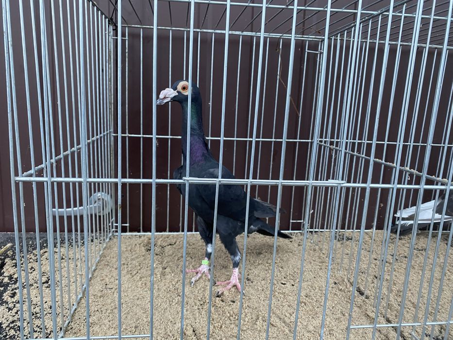 Młody samiec Karier