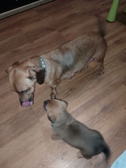 Oddam  szczeniaczki w dobre ręce