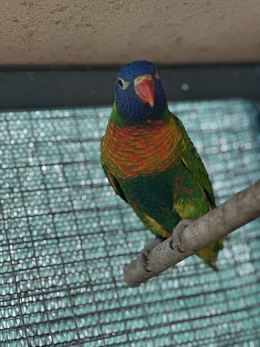 Loris Do Ano Passado