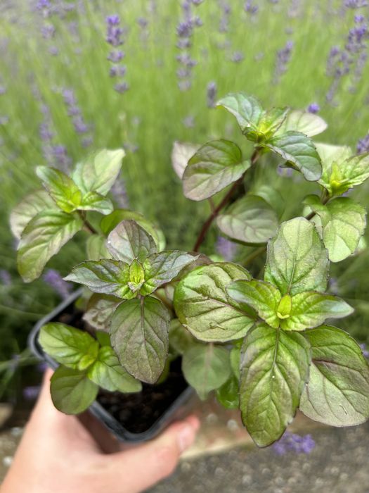 Підготовка до вирощування м'яти в горщику