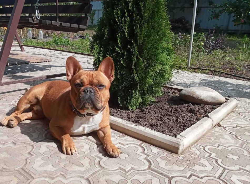 Красный французский бульдог вязка
