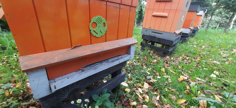 Sprzedam ule wielkopolskie