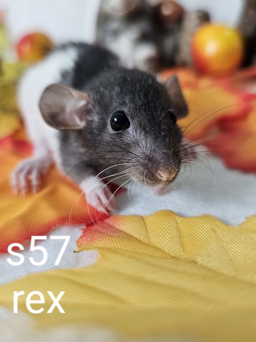 Szczurki szczurek szczury szczur