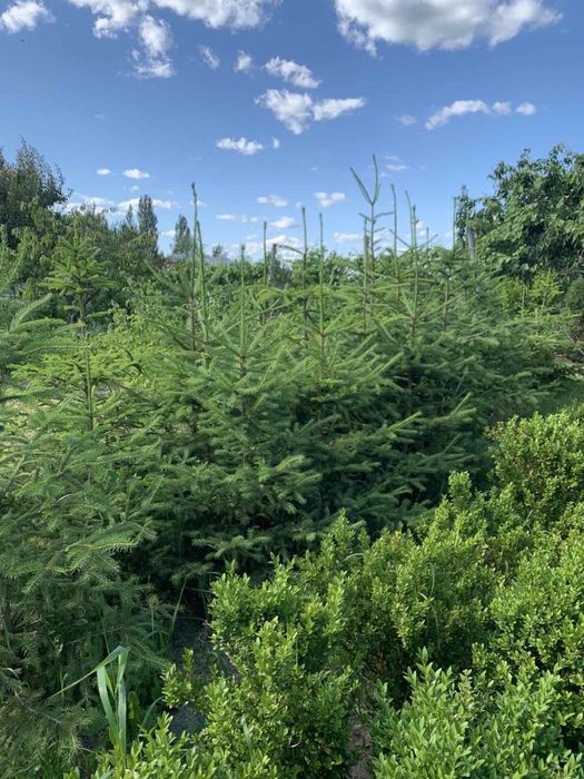 Живі пишні зелені ялинки