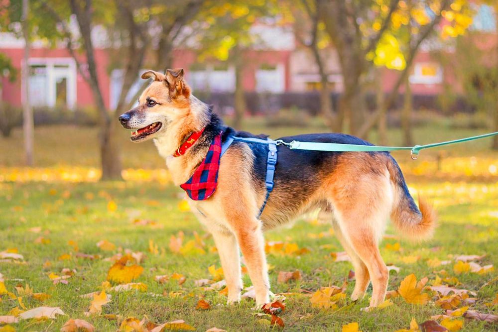 Pies do adopcji- samiec Baks