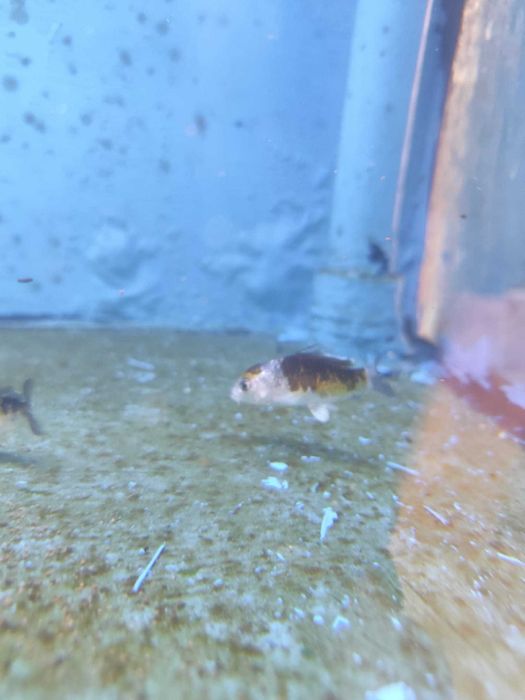 Carpa koi pequena 4-6cm