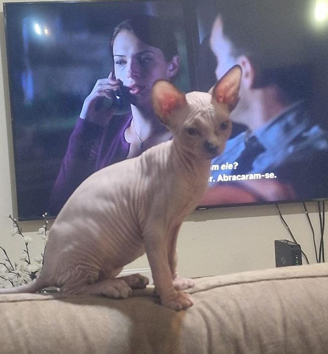 Gatinha sphynx olhos azuis
