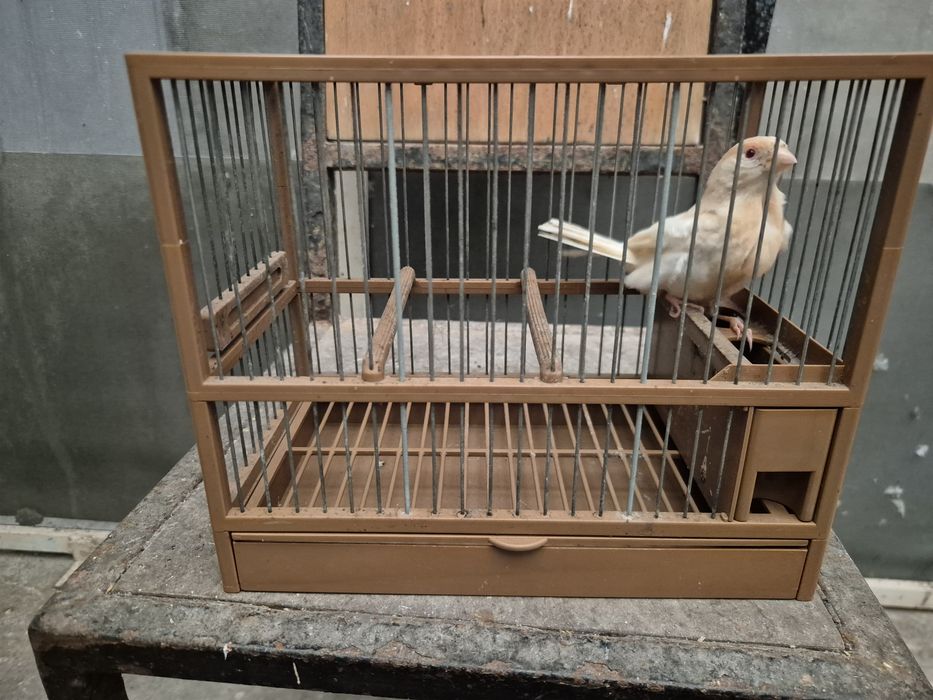 Carpodacos mexicanos