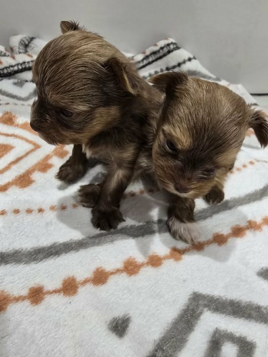 York CZEKOLADOWY rodowód 5 pokoleniowy samiec ostatni wolny