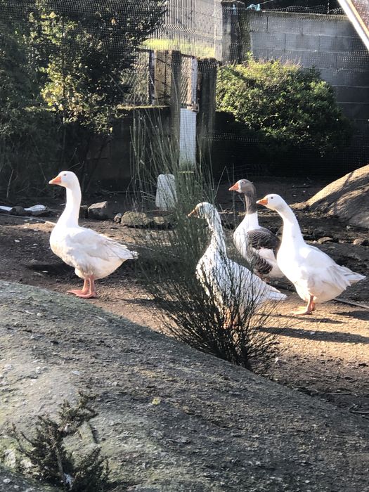 Ovos de pata cairina moschata.