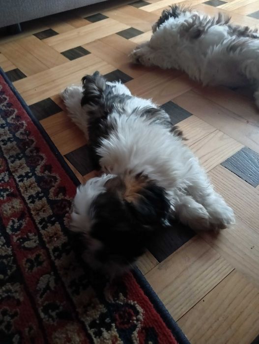 Piękna suczka  shih tzu