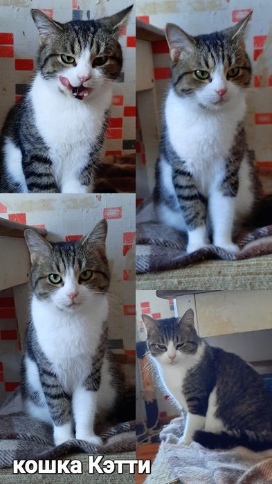 Стерилизованые котики и кошечки ищт семью