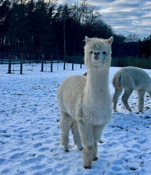 Alpaka samice samica alpaki