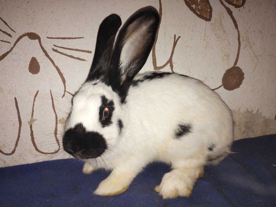 Młody królik samiec z własnej hodowli