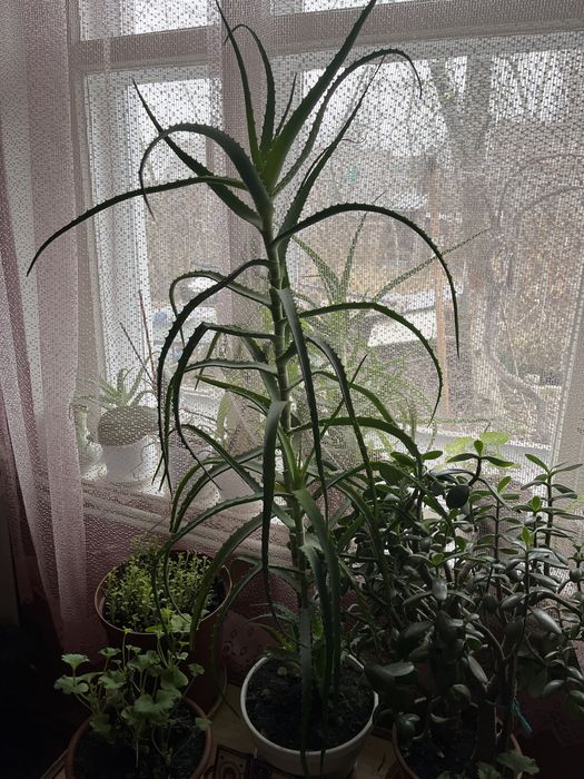 Лікувальний вазон алае
