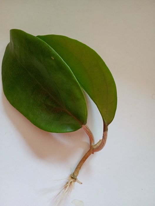 Hoya surigaoensis. Sadzonka ukorzeniona
