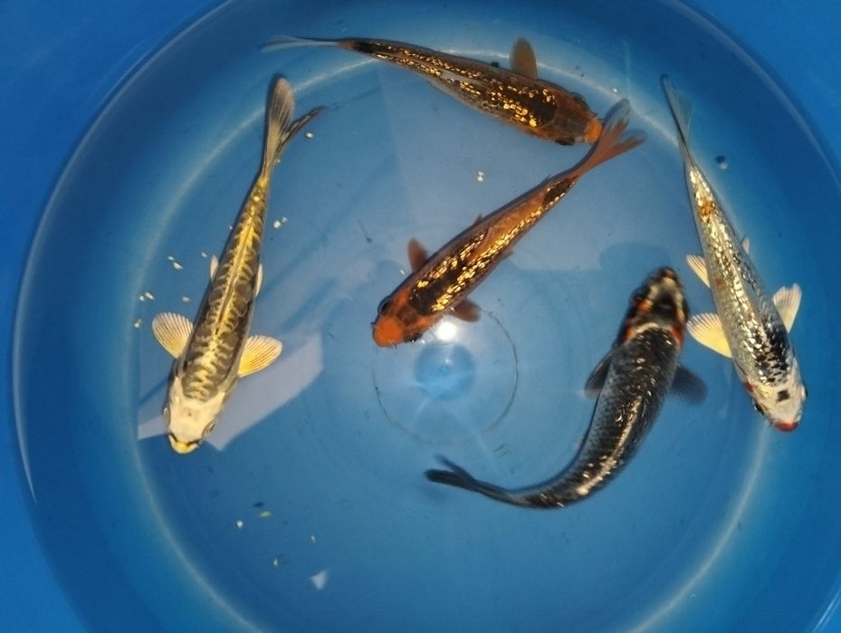 Carpas koi 12 a 14cm "promoção"