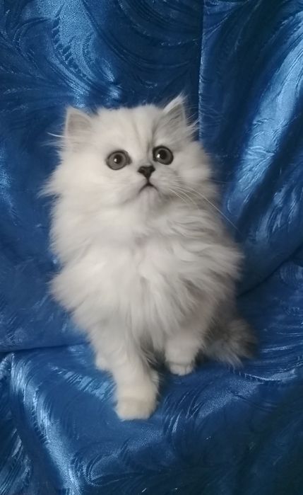 2,5 месяца серебристая шиншилла белый