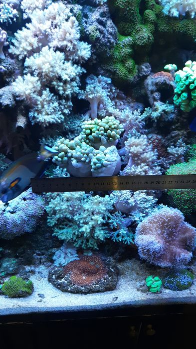 Соль для морского аквариума