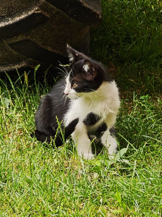 Kocur  do oddania tylko 16 sierpnia