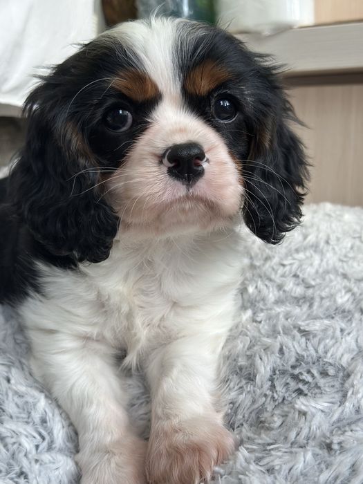 Цуценята Кавалер Кінг Чарльз Спаніеля від елітних батьків