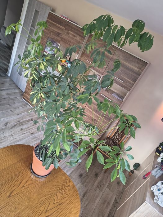 Szeflera drzewkowata 150cm