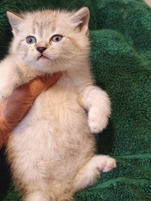 Продам котика шотландець