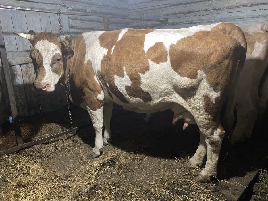 Продам коров, возраст 4 года КОРОВА
