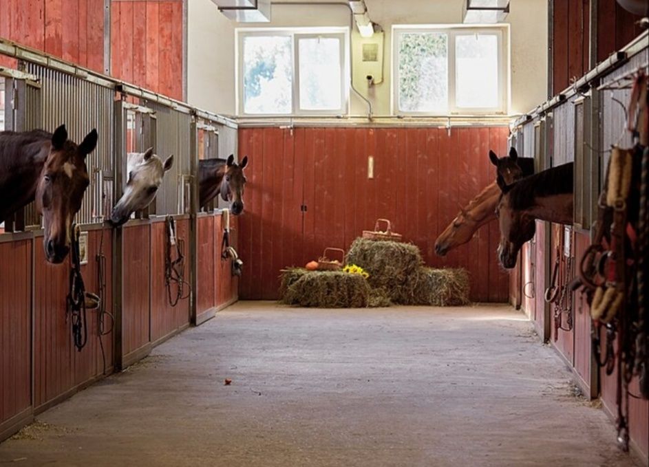 ДОСТАВКА ОТ 1 ШТ  сено сіно в тюках мешках (люцерны и др). По наличию.