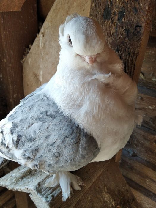 Mewki orientalne samica 2023 r samiec 2025r