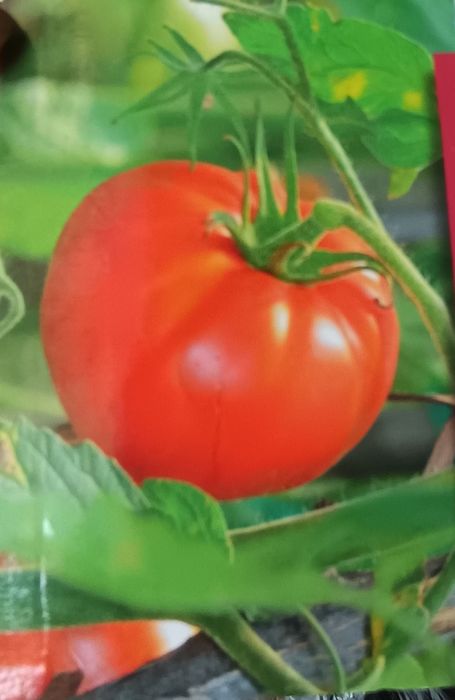 Mudas de  Tomate
