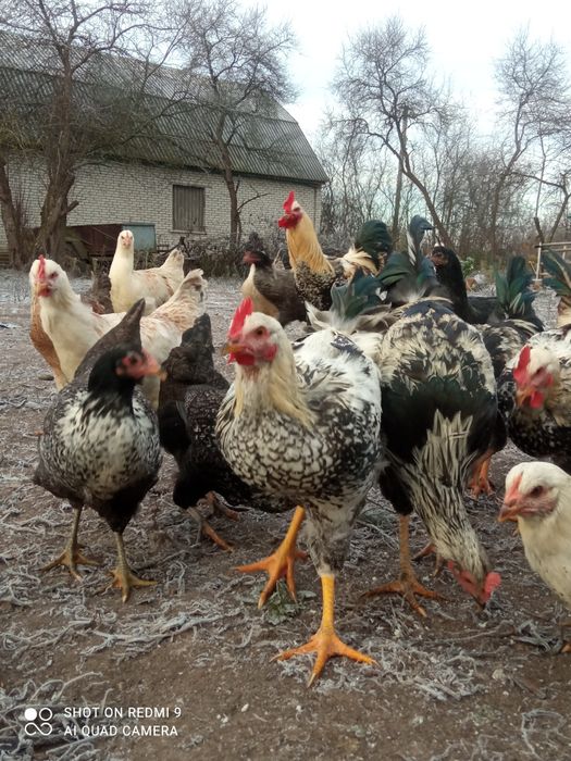 Юрловська голосиста курочкі