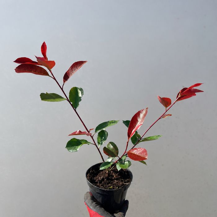 Głogownik Red Robin C1,5 50 cm Phontinia Czerwone przyrosty