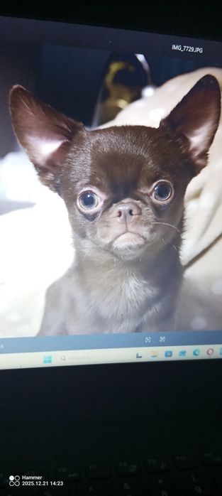 Chihuahua xs czarny piesek gotowy do odbioru.