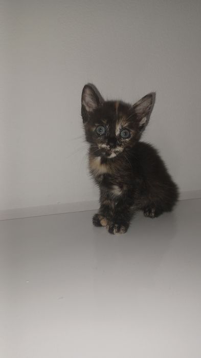 Gatinha tricolor
