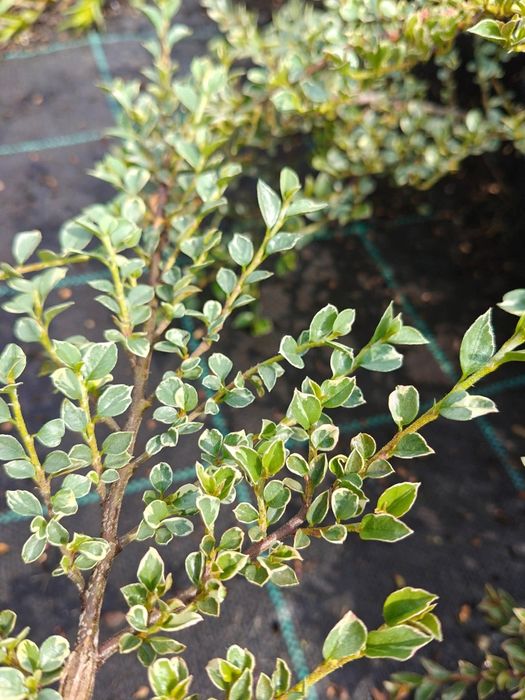 Irga purpurowa w doniczce, Variegatus