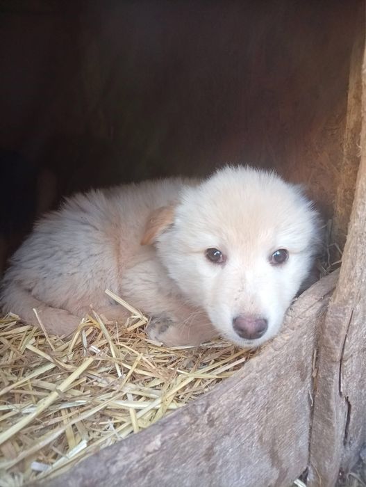 Цуценята в добрі руки ДЗВОНІТЬ