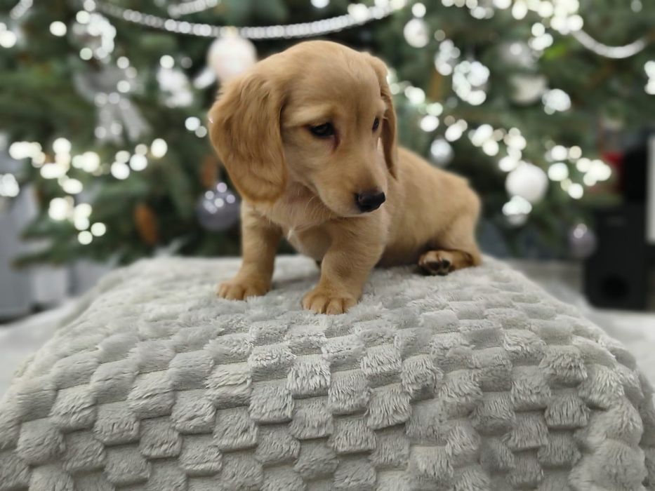 Jamnik miniaturowy długowłosy Kremowy