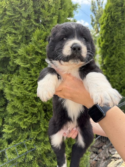 Продам цуценят САО(Алабай)