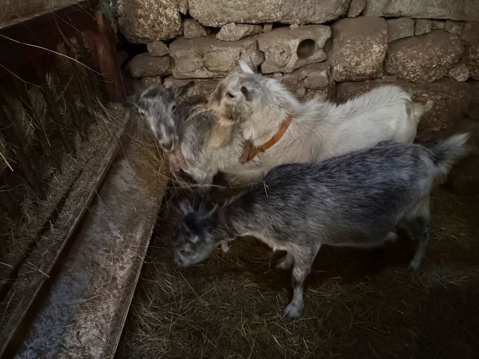 Cabras nao sao anas mas tambem nao sao grandes