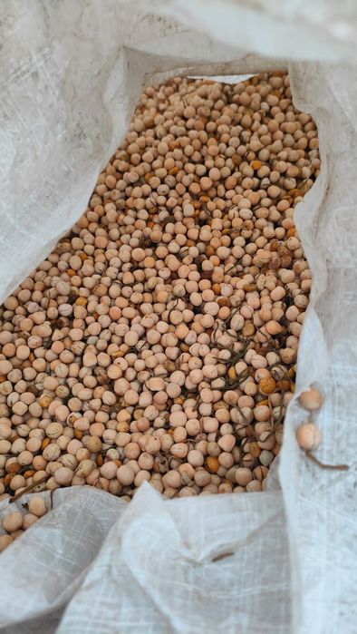 Groch. Ziarno. Cały.