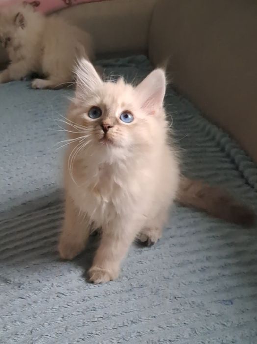 Kocurek o cudownym charakterze syberyjski neva masquerade